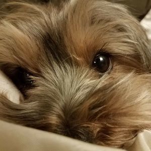 Meet your Posher, Wava